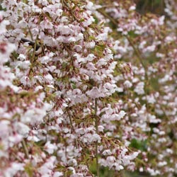 Japanese Flowering Cherries, Prunus pendula, Prunus sargentii, Prunus serrulata, Prunus x yedoensis, Prunus x subhirtella, Spring clowers, Cherry blossoms